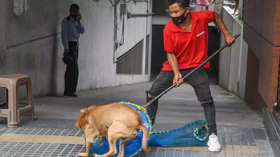 Karnataka : सरकार के एक्शन प्लान तैयार करने के बावजूद रेबीज़ से मौतें बढ़ी Karnataka : सरकार के एक्शन प्लान तैयार करने के बावजूद रेबीज़ से मौतें बढ़ी