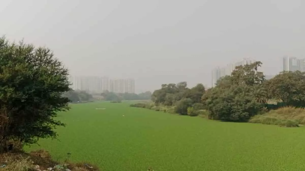 Mundhwa में मुला-मुथा नदी में जलकुंभी ने जाम लगाया; नगर निकाय एक-दूसरे पर इल्ज़ाम लगा रहे Mundhwa में मुला-मुथा नदी में जलकुंभी ने जाम लगाया; नगर निकाय एक-दूसरे पर इल्ज़ाम लगा रहे