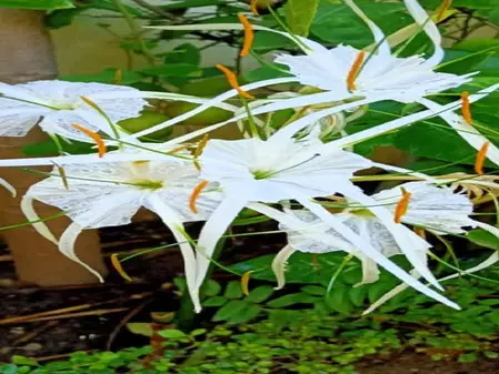सुदर्शन: नाम की तरह सर्वगुण संपन्न है यह पौधा, गठिया जैसी बीमारी में भी देगा आराम सुदर्शन: नाम की तरह सर्वगुण संपन्न है यह पौधा, गठिया जैसी बीमारी में भी देगा आराम