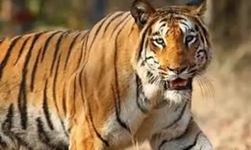 Umaria : बिजलीघर के पास बाघ की दस्तक, लोगों में दहशत Umaria : बिजलीघर के पास बाघ की दस्तक, लोगों में दहशत