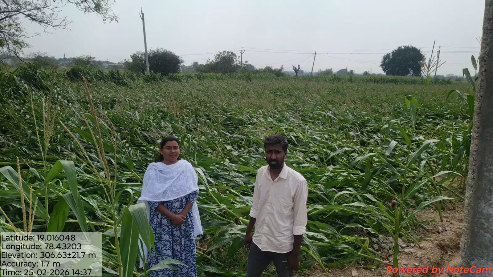 बेमौसम बारिश से Nirmal जिले में मक्का, ज्वार की फसल को नुकसान बेमौसम बारिश से Nirmal जिले में मक्का, ज्वार की फसल को नुकसान