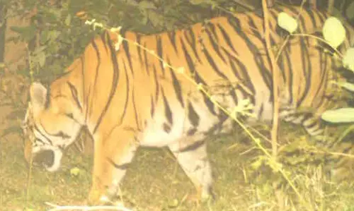 आदमखोर बाघ ने दो मवेशियों को बनाया निवाला, दहशत में गांव वाले