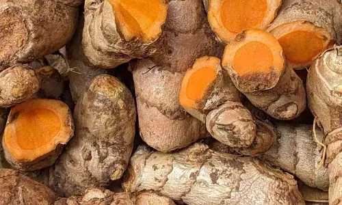 हल्दी प्रोसेसिंग से पंजाब के किसानों के लिए नए रास्ते खुल रहे: PAU experts हल्दी प्रोसेसिंग से पंजाब के किसानों के लिए नए रास्ते खुल रहे: PAU experts