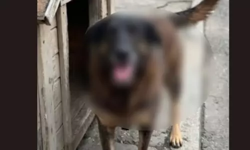 कुत्ते के हत्यारे गिरफ्तार, जेल भेजे गए बेरहम दोनों आरोपी