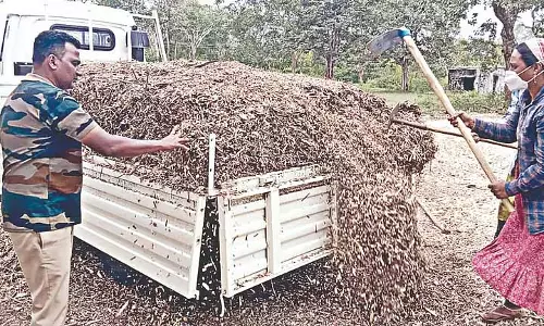 वह खरपतवार अब Nilgiris की चाय फैक्ट्रियों में ईंधन का काम करती है वह खरपतवार अब Nilgiris की चाय फैक्ट्रियों में ईंधन का काम करती है