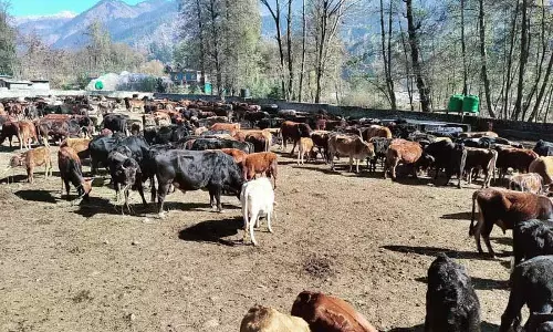 Himachal में आवारा पशुओं की समस्या के समाधान के तौर पर सेक्स-सॉर्टेड सीमेन किट का प्रस्ताव Himachal में आवारा पशुओं की समस्या के समाधान के तौर पर सेक्स-सॉर्टेड सीमेन किट का प्रस्ताव