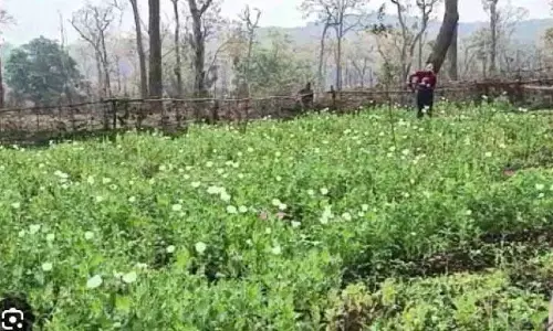 Sundargarh के कोइड़ा इलाके में अफीम की खेती नष्ट Sundargarh के कोइड़ा इलाके में अफीम की खेती नष्ट