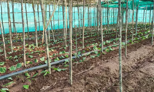 पान की विलुप्त होती खेती को नया जीवन, छुईखदान में पान अनुसंधान केन्द्र की स्थापना पान की विलुप्त होती खेती को नया जीवन, छुईखदान में पान अनुसंधान केन्द्र की स्थापना