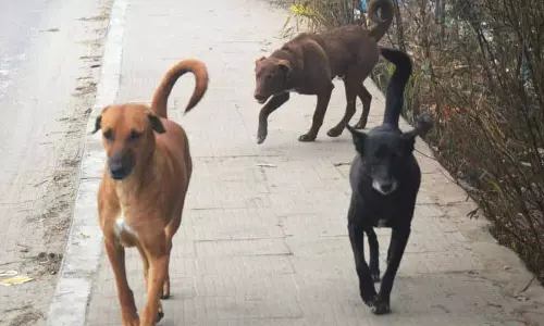 Ludhiana: आवारा कुत्तों का आतंक, सिविक बॉडी एक गाड़ी से सैकड़ों शिकायतों को निपटा रही है