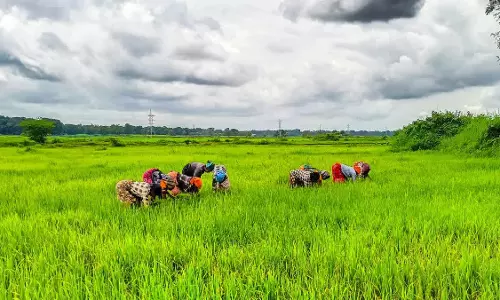 Chandigarh: कृषि और डेयरी सेक्टर को तोहफा, किसानों की आय बढ़ाने की पहल
