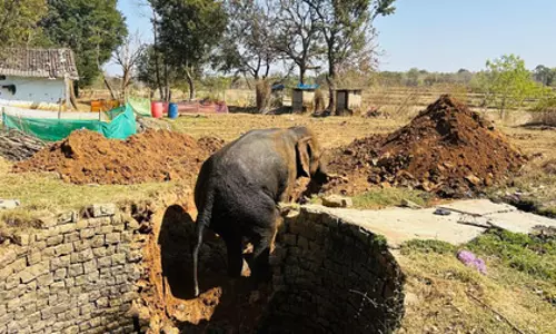 शहर के रिहायशी इलाके में हाथी कुएं में गिरा, वन विभाग ने सुरक्षित बाहर निकाला