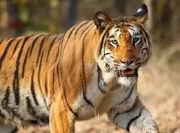 Umaria : बिजलीघर के पास बाघ की दस्तक, लोगों में दहशत Umaria : बिजलीघर के पास बाघ की दस्तक, लोगों में दहशत
