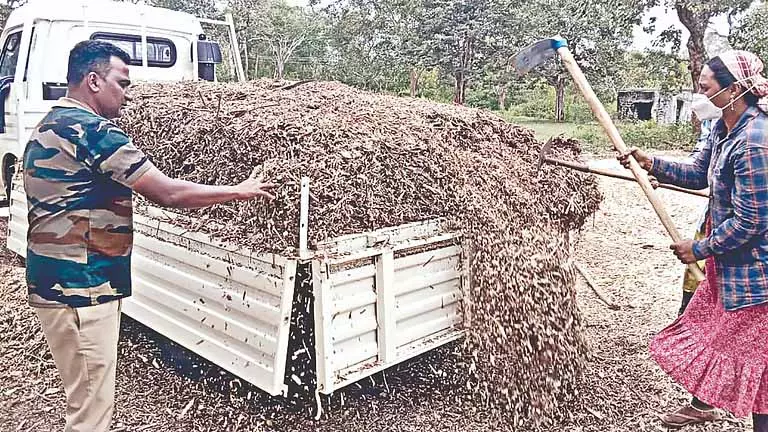 वह खरपतवार अब Nilgiris की चाय फैक्ट्रियों में ईंधन का काम करती है वह खरपतवार अब Nilgiris की चाय फैक्ट्रियों में ईंधन का काम करती है
