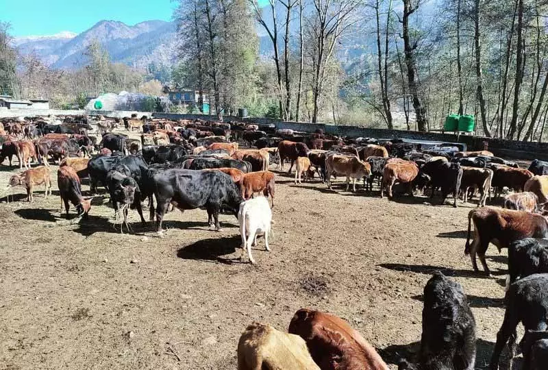 Himachal में आवारा पशुओं की समस्या के समाधान के तौर पर सेक्स-सॉर्टेड सीमेन किट का प्रस्ताव Himachal में आवारा पशुओं की समस्या के समाधान के तौर पर सेक्स-सॉर्टेड सीमेन किट का प्रस्ताव