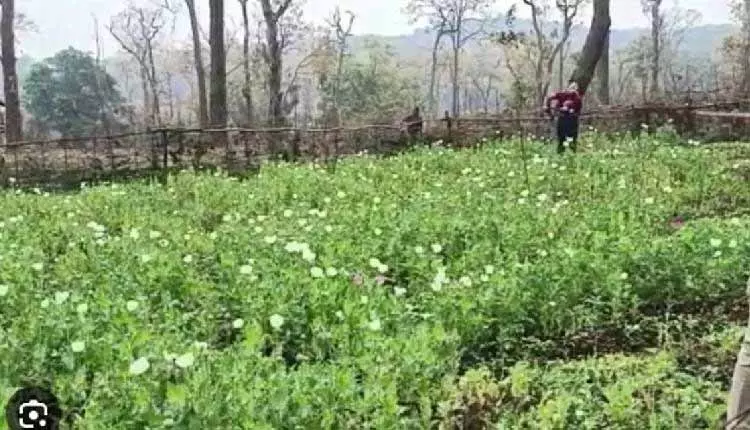 Sundargarh के कोइड़ा इलाके में अफीम की खेती नष्ट Sundargarh के कोइड़ा इलाके में अफीम की खेती नष्ट