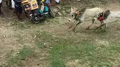 Tamil Nadu : मंजूविराट में बुलफाइट में 3 दर्शकों की मौत Tamil Nadu : मंजूविराट में बुलफाइट में 3 दर्शकों की मौत