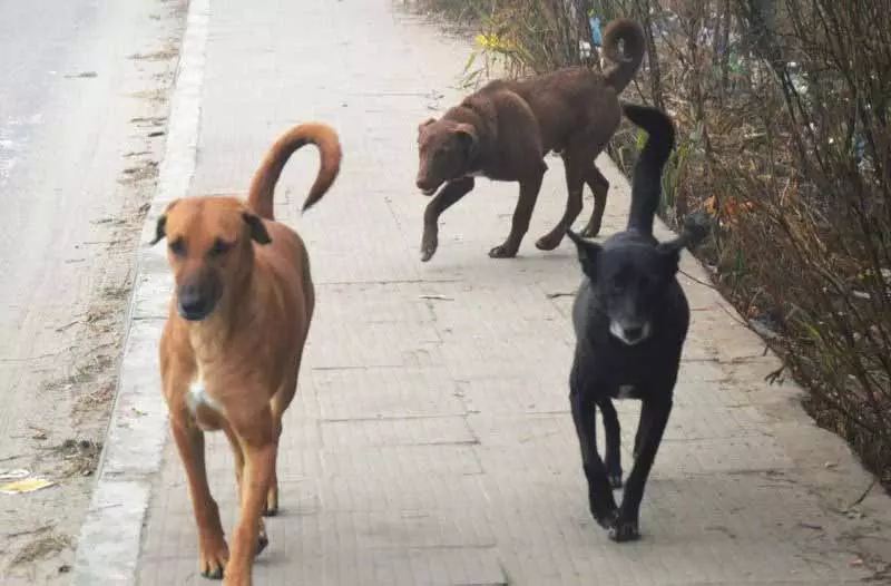 Ludhiana: आवारा कुत्तों का आतंक, सिविक बॉडी एक गाड़ी से सैकड़ों शिकायतों को निपटा रही है Ludhiana: आवारा कुत्तों का आतंक, सिविक बॉडी एक गाड़ी से सैकड़ों शिकायतों को निपटा रही है