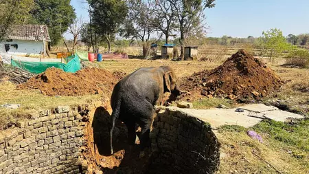 शहर के रिहायशी इलाके में हाथी कुएं में गिरा, वन विभाग ने सुरक्षित बाहर निकाला शहर के रिहायशी इलाके में हाथी कुएं में गिरा, वन विभाग ने सुरक्षित बाहर निकाला