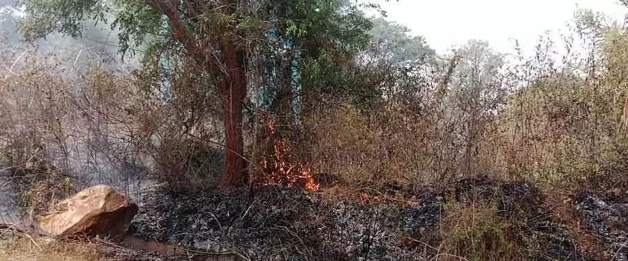 Pushpagiri की तलहटी में आग: बुझाने की अपील Pushpagiri की तलहटी में आग: बुझाने की अपील