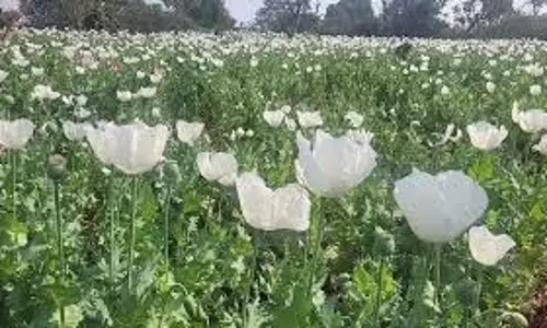 Rajasthan: Anti-Narcotics टास्क फोर्स टीम की बड़ी कार्रवाई, 275 करोड़ रुपये की अफीम जब्त Rajasthan: Anti-Narcotics टास्क फोर्स टीम की बड़ी कार्रवाई, 275 करोड़ रुपये की अफीम जब्त