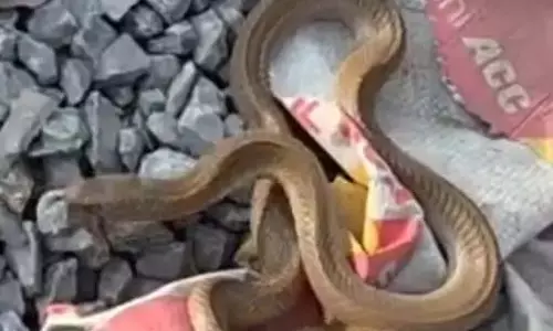 मकान मटेरियल से निकला कोबरा सांप, मजदूर सहमे मकान मटेरियल से निकला कोबरा सांप, मजदूर सहमे