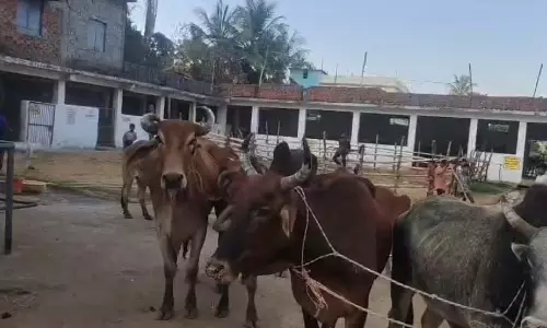 ऑपरेशन शंखनाथ चलाकर पुलिस ने 10 गौवंश की जान बचाई