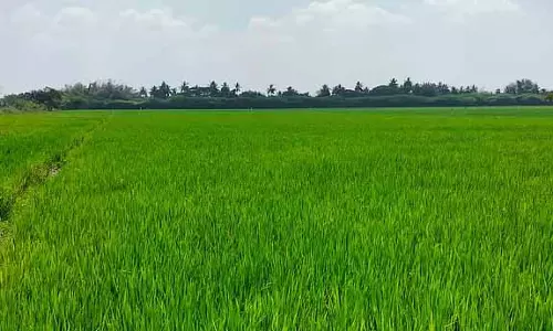 सर्वर में गड़बड़ी और प्रोसेस से जुड़ी दिक्कतों की वजह से Coimbatore में फसल लोन की प्रोसेसिंग में देरी हुई सर्वर में गड़बड़ी और प्रोसेस से जुड़ी दिक्कतों की वजह से Coimbatore में फसल लोन की प्रोसेसिंग में देरी हुई