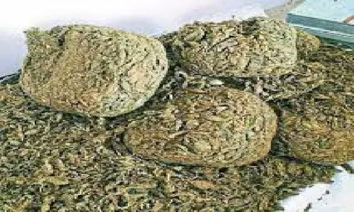 पुलिस वाले गिरफ्तार, गांजा बिकवा रहे थे युवक से
