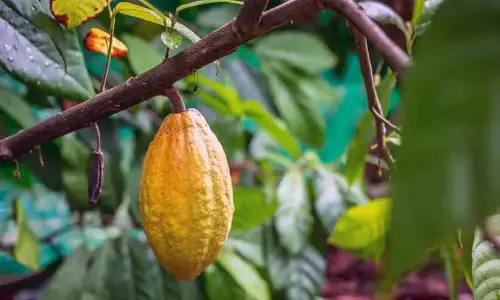 Kerala : कोको की कीमतों में गिरावट से व्यापारी और किसान संकट में Kerala : कोको की कीमतों में गिरावट से व्यापारी और किसान संकट में