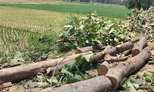 Bareilly: वन विभाग की बड़ी कार्रवाई, बिना परमिट पेड़ कटाई पर कार्रवाई