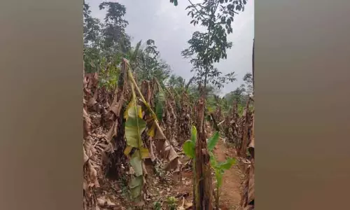 Kerala : चेंगन्नमकुन्नू में हवा से 3700 केले नष्ट हो गए Kerala : चेंगन्नमकुन्नू में हवा से 3700 केले नष्ट हो गए