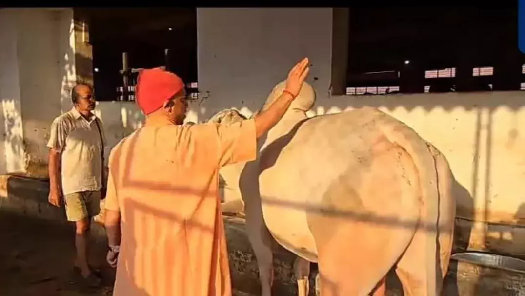 Gorakhpur: सीएम योगी ने खिलाया गोवंश को गुड़-रोटी