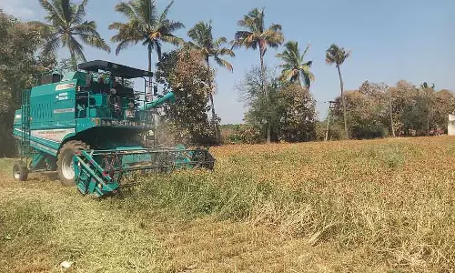 सर्दियों के गेहूं की कटाई शुरू : Farmers के हाथ बाजरे से भरे हैं सर्दियों के गेहूं की कटाई शुरू : Farmers के हाथ बाजरे से भरे हैं