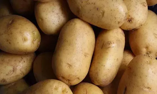 आलू और टमाटर की कीमतों में भारी गिरावट से Sangareddy में किसानों को भारी नुकसान हुआ