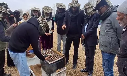 Kashmir के सेब उत्पादक किसान आय बढ़ाने को लैवेंडर और मधुमक्खी पालन की ओर Kashmir के सेब उत्पादक किसान आय बढ़ाने को लैवेंडर और मधुमक्खी पालन की ओर