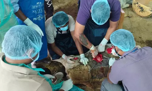गौमाता की जान बचाने में पशु चिकित्सकों की बड़ी सफलता गौमाता की जान बचाने में पशु चिकित्सकों की बड़ी सफलता