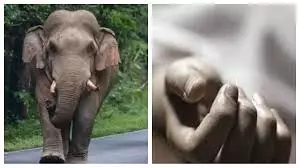 Jharkhand: जंगली हाथी के हमले में व्यक्ति की मौत,गांवों में दहशत Jharkhand: जंगली हाथी के हमले में व्यक्ति की मौत,गांवों में दहशत