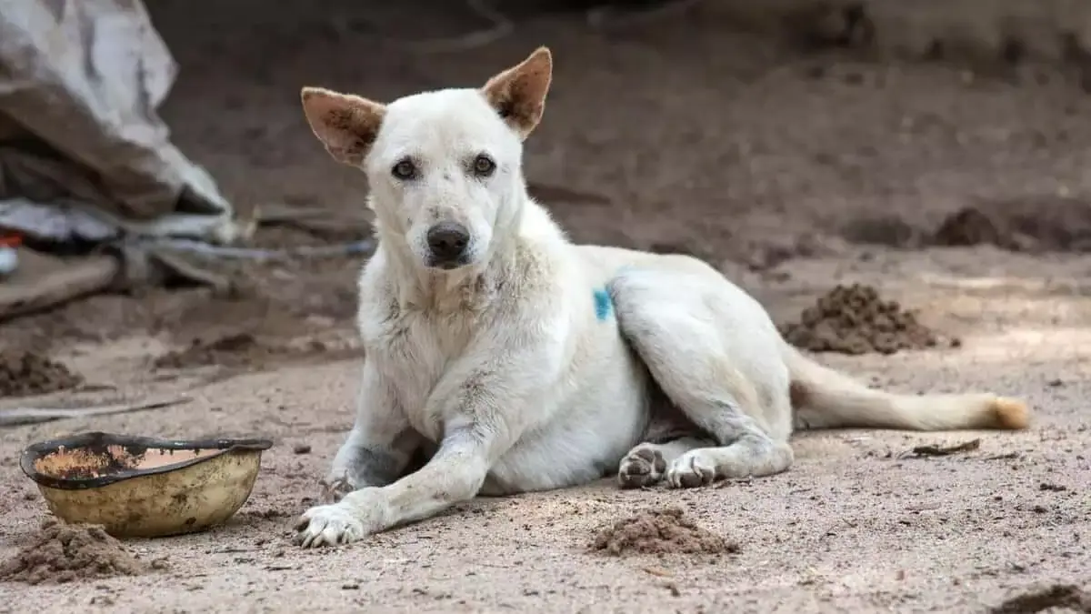 जाडचेरला सरकारी अस्पताल में आवारा कुत्तों ने शव को नोचा, लापरवाही का लगाया गंभीर आरोप जाडचेरला सरकारी अस्पताल में आवारा कुत्तों ने शव को नोचा, लापरवाही का लगाया गंभीर आरोप