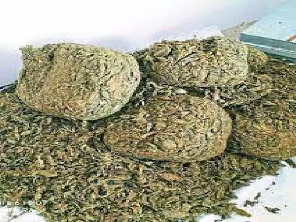 पुलिस वाले गिरफ्तार, गांजा बिकवा रहे थे युवक से पुलिस वाले गिरफ्तार, गांजा बिकवा रहे थे युवक से