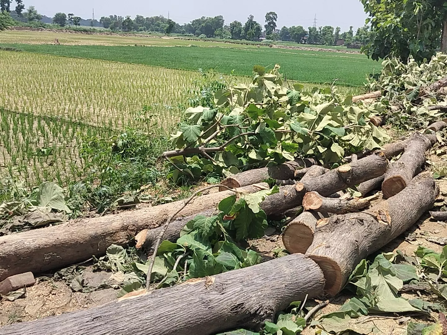 Bareilly: वन विभाग की बड़ी कार्रवाई, बिना परमिट पेड़ कटाई पर कार्रवाई Bareilly: वन विभाग की बड़ी कार्रवाई, बिना परमिट पेड़ कटाई पर कार्रवाई