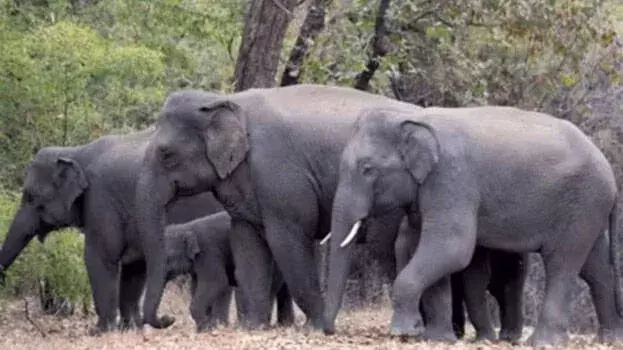 kerala: पिछले छह सालों में 744 जंगली हाथियों की मौत हुई kerala: पिछले छह सालों में 744 जंगली हाथियों की मौत हुई