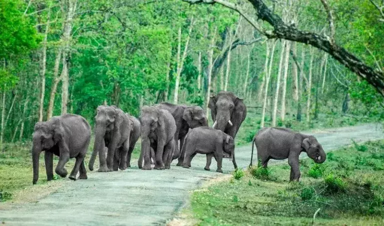 Tripura सरकार ने रेल सुरक्षा सुधार के तहत चार हाथी दर्रे बनाने की योजना बनाई Tripura सरकार ने रेल सुरक्षा सुधार के तहत चार हाथी दर्रे बनाने की योजना बनाई