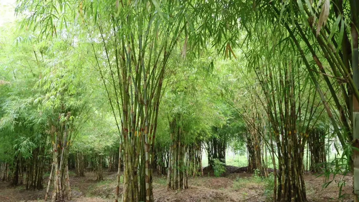 Agriculture को बदलने के लिए स्केलेबल, इनक्लूसिव वैल्यू चेन क्यों ज़रूरी Agriculture को बदलने के लिए स्केलेबल, इनक्लूसिव वैल्यू चेन क्यों ज़रूरी