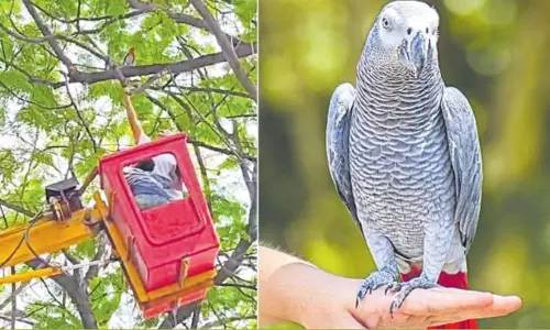 Banjara Hills: पेड़ पर पीछा करने के बाद अफ्रीकी ग्रे तोते को बचाया गया Banjara Hills: पेड़ पर पीछा करने के बाद अफ्रीकी ग्रे तोते को बचाया गया