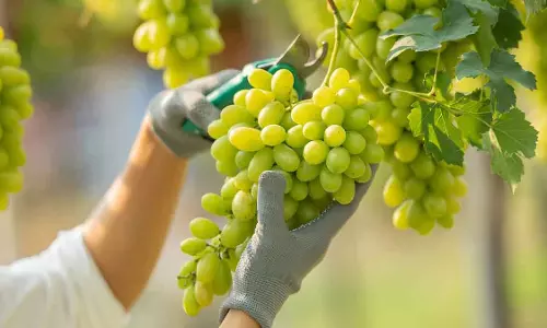 Maharashtra : मॉडर्न इरिगेशन टेक्नोलॉजी से नासिक के किसान ने 60 टन अंगूर विदेश में एक्सपोर्ट किए Maharashtra : मॉडर्न इरिगेशन टेक्नोलॉजी से नासिक के किसान ने 60 टन अंगूर विदेश में एक्सपोर्ट किए