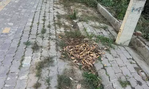 सफाई की समस्याओं ने Tarn Taran के निवासियों को निराश किया सफाई की समस्याओं ने Tarn Taran के निवासियों को निराश किया
