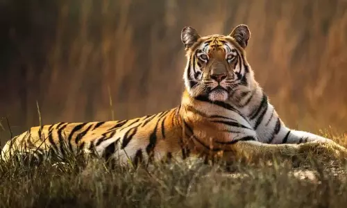 बाघ की हलचल से कम्मारपल्ली जंगल के पास के गांवों में दहशत फैल गई बाघ की हलचल से कम्मारपल्ली जंगल के पास के गांवों में दहशत फैल गई