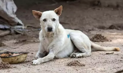 Jadcherla मुर्दाघर में कुत्ते की घटना के बाद डॉक्टरों के संगठन ने निलंबन की निंदा की Jadcherla मुर्दाघर में कुत्ते की घटना के बाद डॉक्टरों के संगठन ने निलंबन की निंदा की