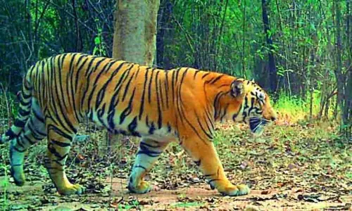 Nallamala और लंकामाला जंगलों में हिरण और तेंदुओं की मौतें बढ़ीं Nallamala और लंकामाला जंगलों में हिरण और तेंदुओं की मौतें बढ़ीं