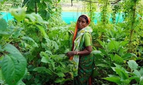 एग्रोइकोलॉजिकल होमस्टेड से मध्य भारत में महिलाओं की आय और पोषण में बढ़ोतरी हुई : Report एग्रोइकोलॉजिकल होमस्टेड से मध्य भारत में महिलाओं की आय और पोषण में बढ़ोतरी हुई : Report